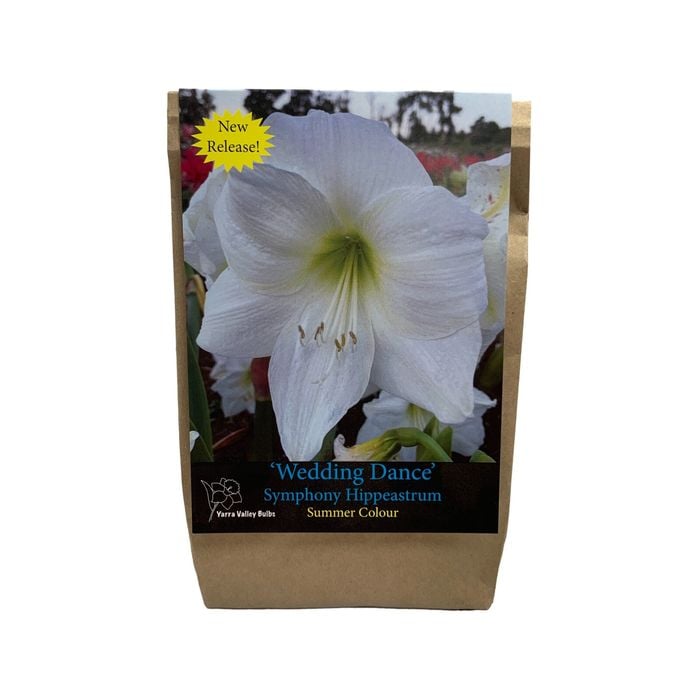Yarra Valley Bulbs Hippeastrum Wedding Dance - 1 Pack
