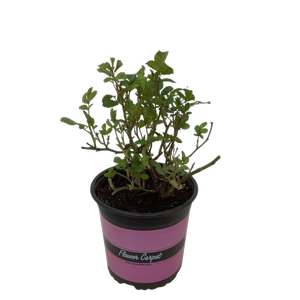 2.5L Rose Flower Carpet Coral - Rosa