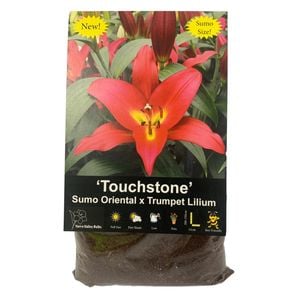 Yarra Valley Bulbs Sumo Ot Lilium Touchstone - 2 Pack