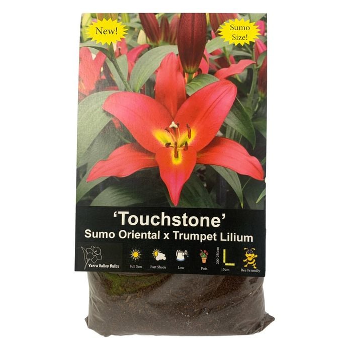 Yarra Valley Bulbs Sumo Ot Lilium Touchstone - 2 Pack