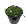 1.9L Star Creeper - Pratia Puberula
