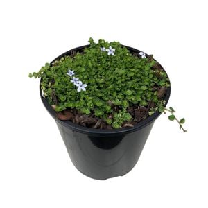 1.9L Star Creeper - Pratia Puberula