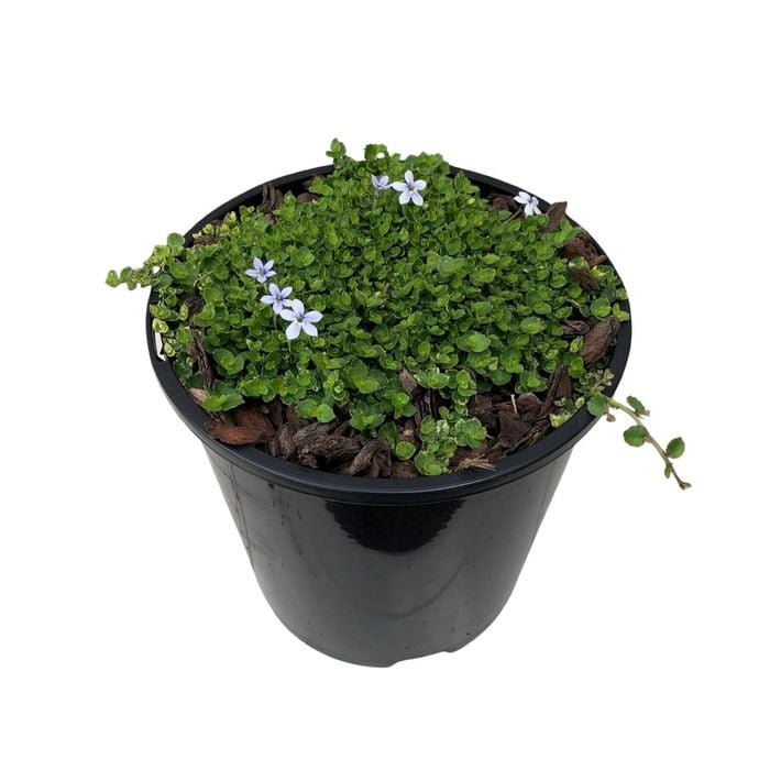 1.9L Star Creeper - Pratia Puberula