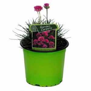 120mm Armeria 'Morning Star' - Thrift hybrid