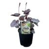 Gardening Solutionz 15cm Heuchera Indian Summer Silverberry - Coral Bells 