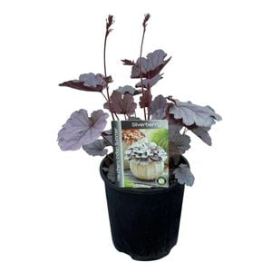 Gardening Solutionz 15cm Heuchera Indian Summer Silverberry - Coral Bells 