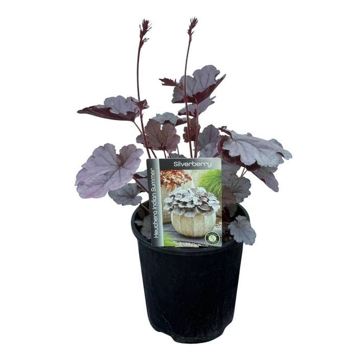 Gardening Solutionz 15cm Heuchera Indian Summer Silverberry - Coral Bells 