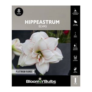 Bloomin Bulbs Hippeastrum Elvas - 1 Pack