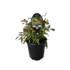 3.5L Nandina Firepower - Nandina domestica
