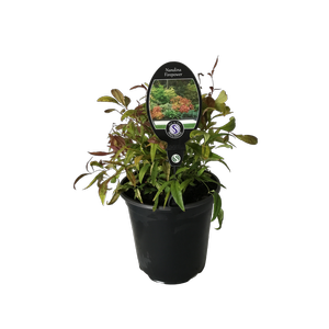 3.5L Nandina Firepower - Nandina domestica