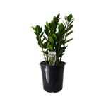 180mm Zanzibar Gem - Zamioculcas zamiifolia
