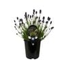 1.9L Lavender Thumbelina Leigh - Lavandula angustifolia