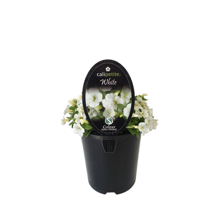 1.5L Calipetite White - Calibrachoas