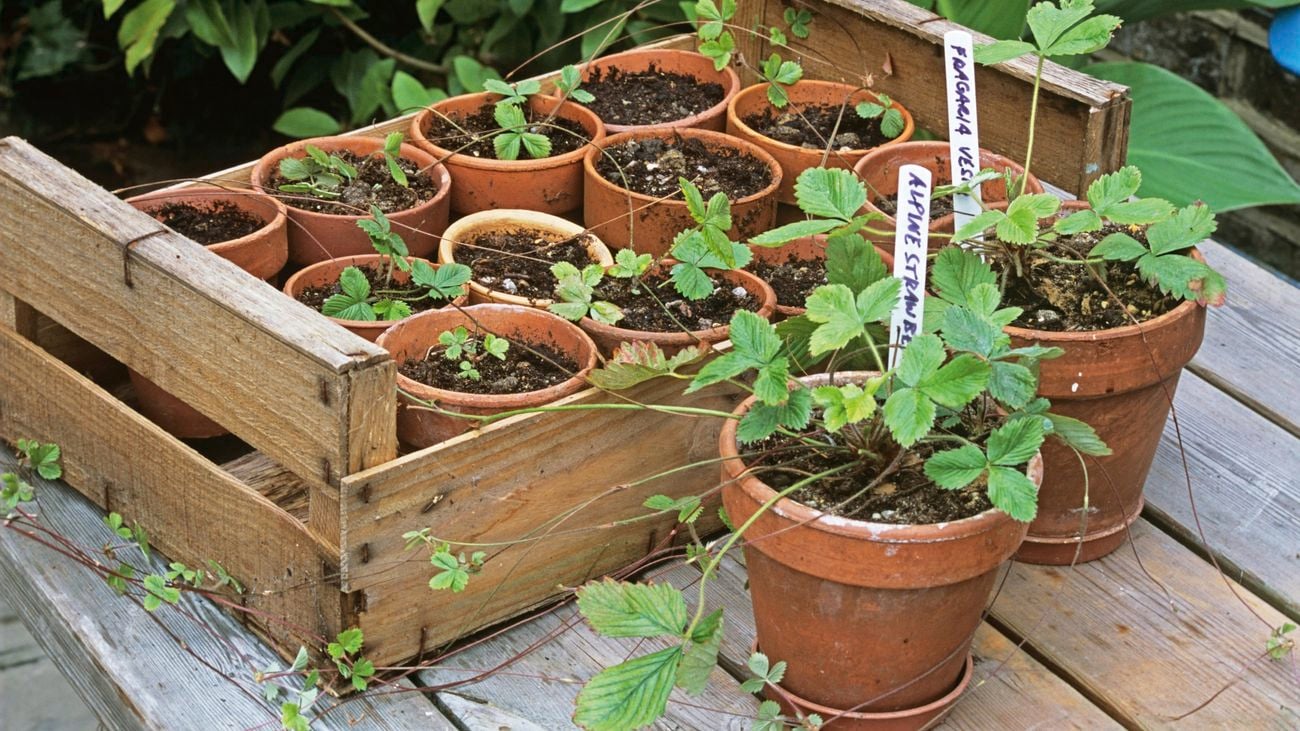 Numerous berries in pots and in a wooden crate on the ground.