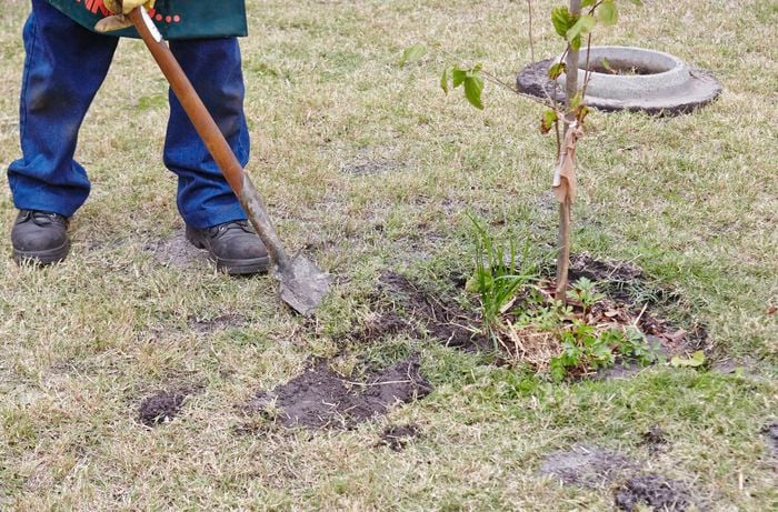 Person digging around a tree.