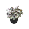 120mm Peperomia Mystique PBR