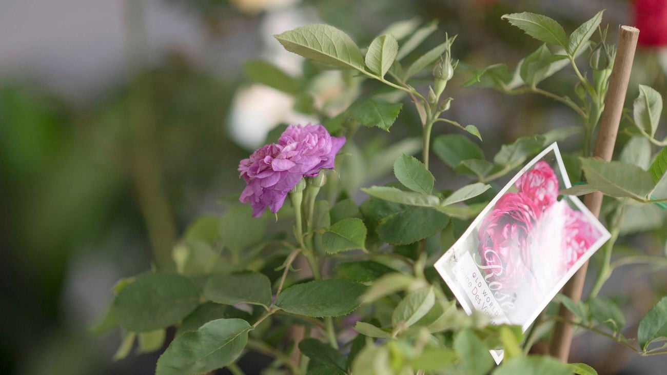 Pink flowers and rose buds.