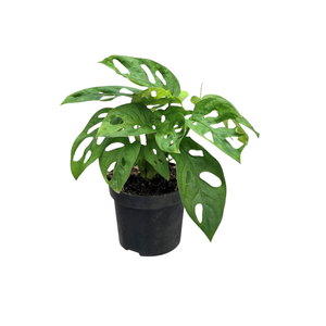 95mm Monstera Monkey Mask - Monstera adansonii