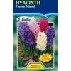 Fiesta Flower Bulbs Hyacinth Mixed Colours - 5 Bulbs