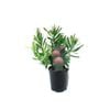 150mm Pincushion - Leucospermum lanii