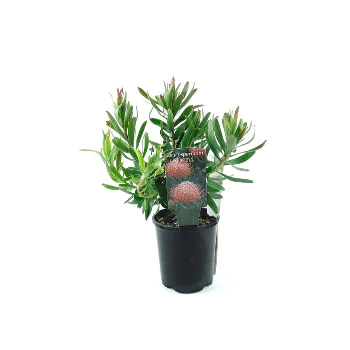150mm Pincushion - Leucospermum lanii