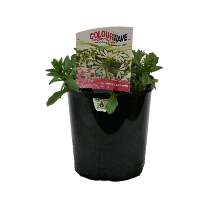 1.5L Colourwave Surdiva Scaevola White - Scaevola