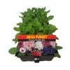 Punnet Petunia Double Mix - Petunia hybrida - Mega Punnet Flowering Range