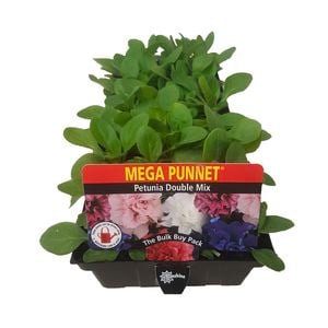 Punnet Petunia Double Mix - Petunia hybrida - Mega Punnet Flowering Range