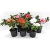 Azalea Evergreen 14cm