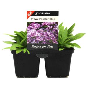 4 Cell Phlox Popstar Blue - Phlox hybrid