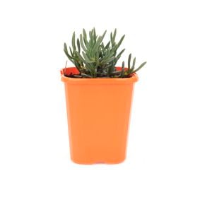 85mm Pigface - Mesembryanthemum Dwarf Pink