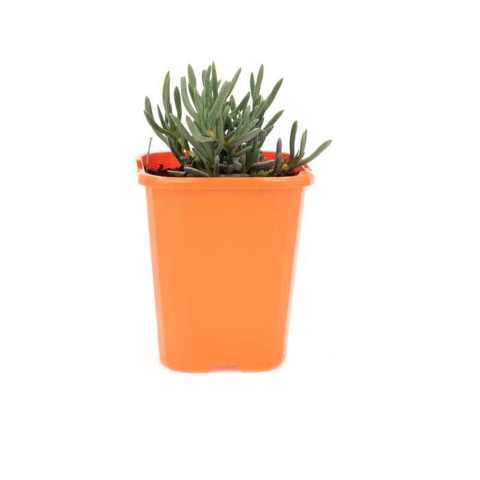 85mm Pigface - Mesembryanthemum Dwarf Pink