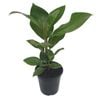 125mm Audrey - Ficus benghalensis