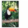 Largest And Best-Known Toucan  Print 100% Australian Made 60x90cm  (Poster)