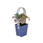 70mm Super Baby - Assorted Houseplants