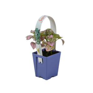 70mm Super Baby - Assorted Houseplants