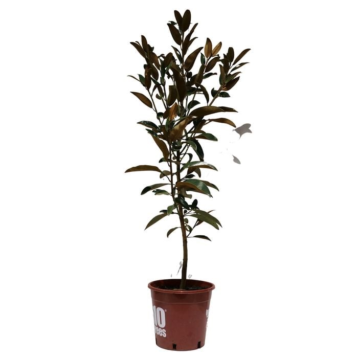 250mm Magnolia Alta - Magnolia grandiflora