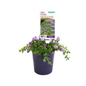 140mm Thymus Pink Buttons - Thymus longicaulis