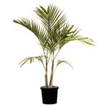 300mm Bangalow Palm - Archontophoenix cunninghamiana
