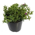 Ground Cover Plants