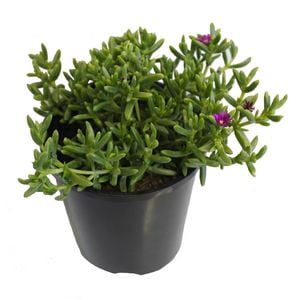 Ground Cover Plants
