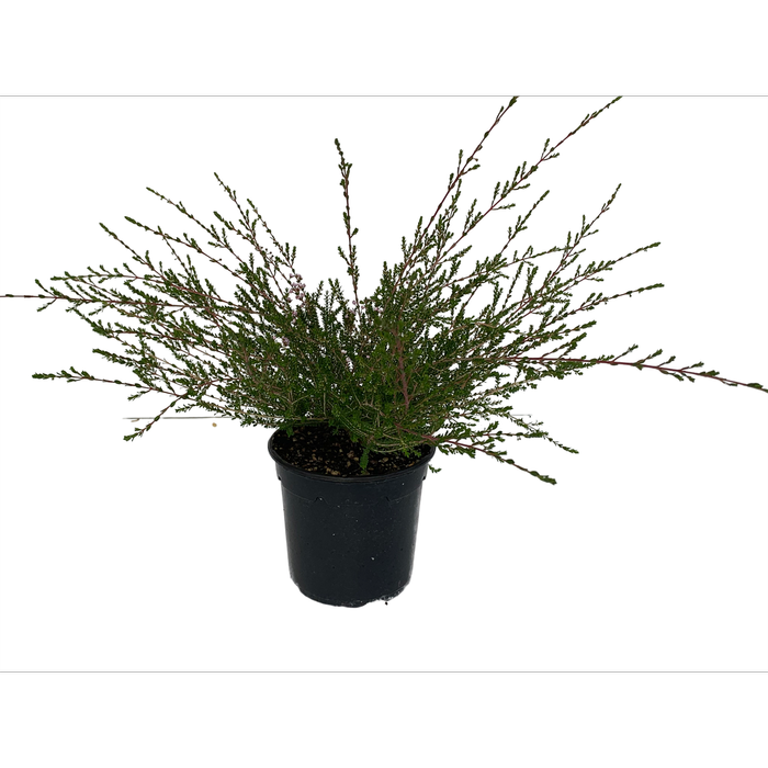2.5L Thryptomene - Thryptomene super Nova