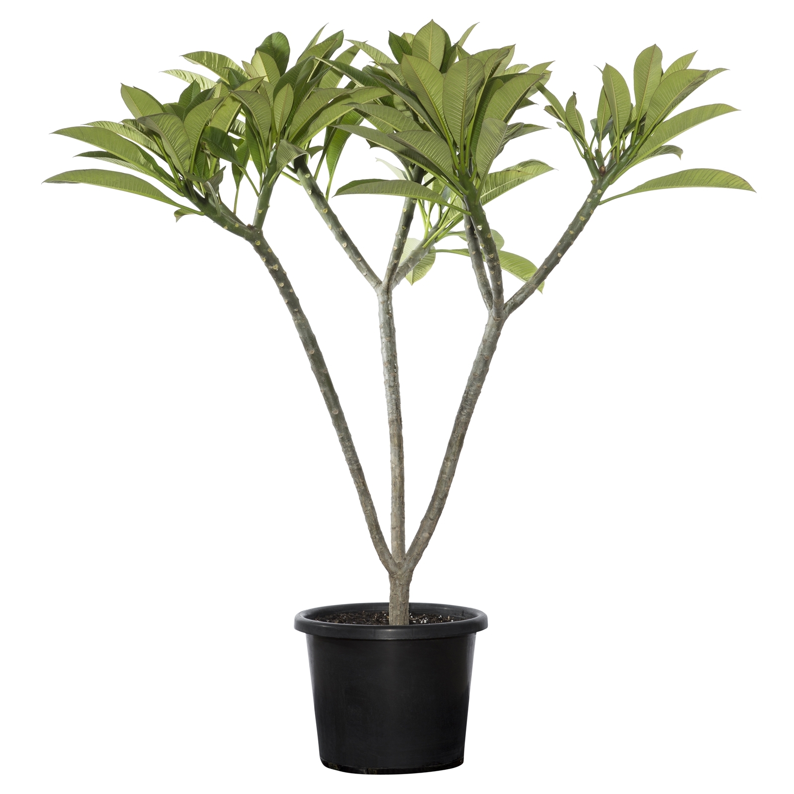 400mm Tropical Collection Frangipani - Plumeria species product image