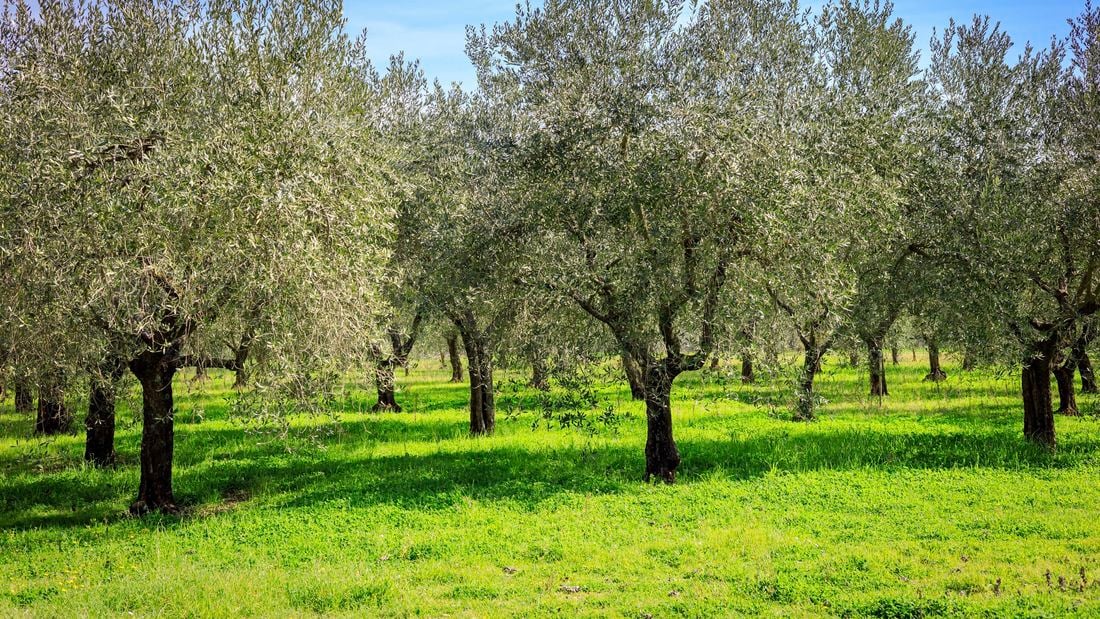 Olive trees