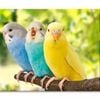 Budgies Are in The Roost on The Green  Print 100% Australian Made 150 x 100cm  (Stretched)