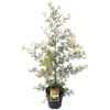 200mm Grevillea Spirit of Anzac - Grevillea treueriana