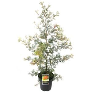 200mm Grevillea Spirit of Anzac - Grevillea treueriana