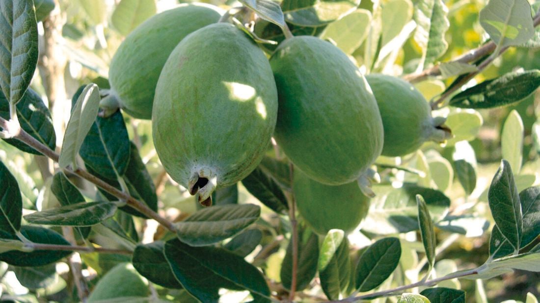A tree with green feijoa's on it