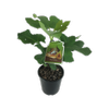 3L Plant Fig Malta - Ficus carica