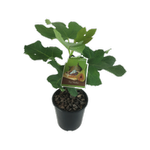 3L Plant Fig Malta - Ficus carica